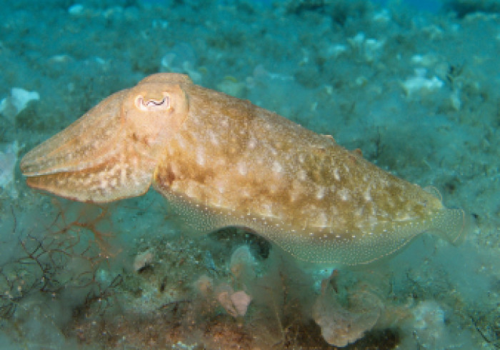 malta