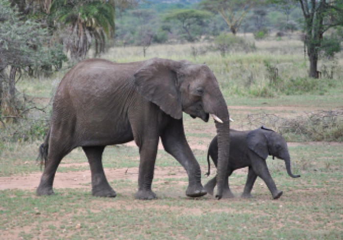 serengeti