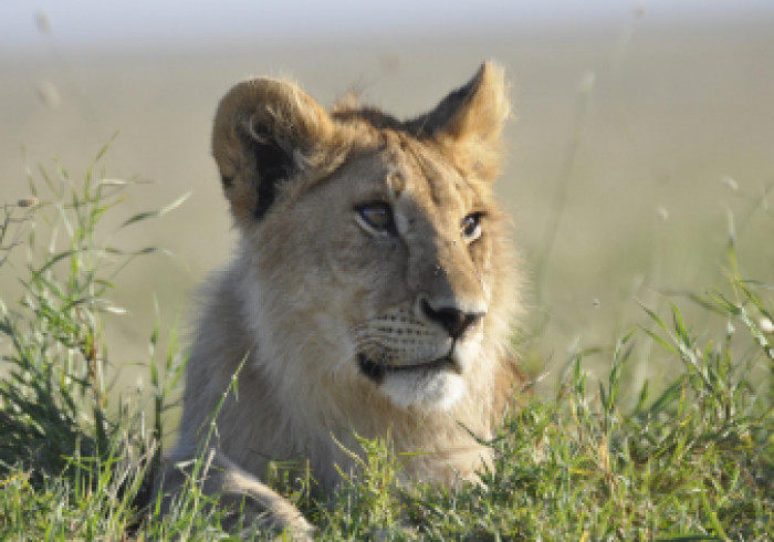 serengeti