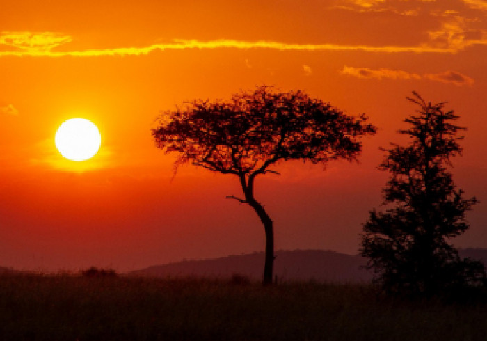serengeti