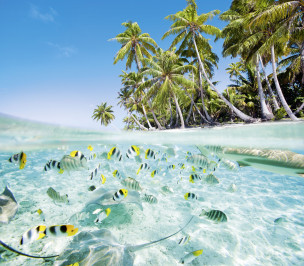 original_Fische_Unterwasser_Palmen