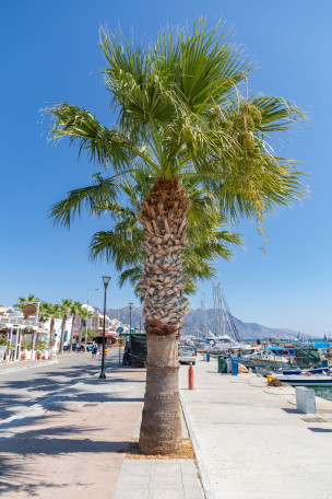 original_Insel_Kos_Griechenland_16_