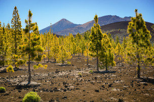 original_Teneriffa_Fauna
