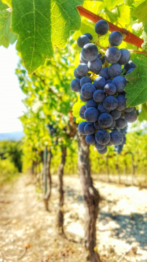 original_Weinrebe_Toskana_Italien