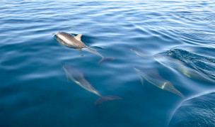 original_mauritius5